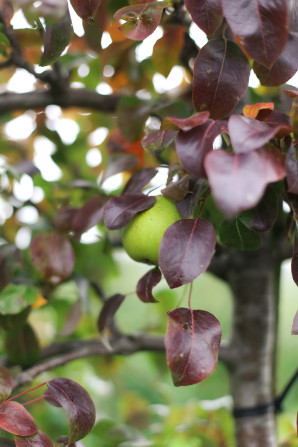 A day trip from Copenhagen to pick some of Denmark's best apples and pears at the Frydenlunds Frugtplantage outside of Vedbaek.